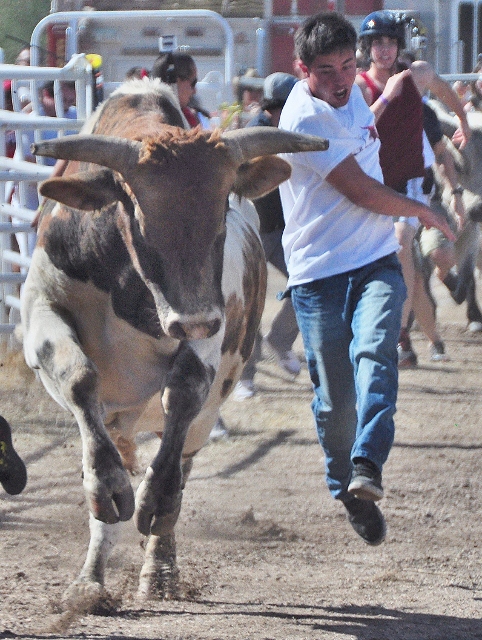 bull runners